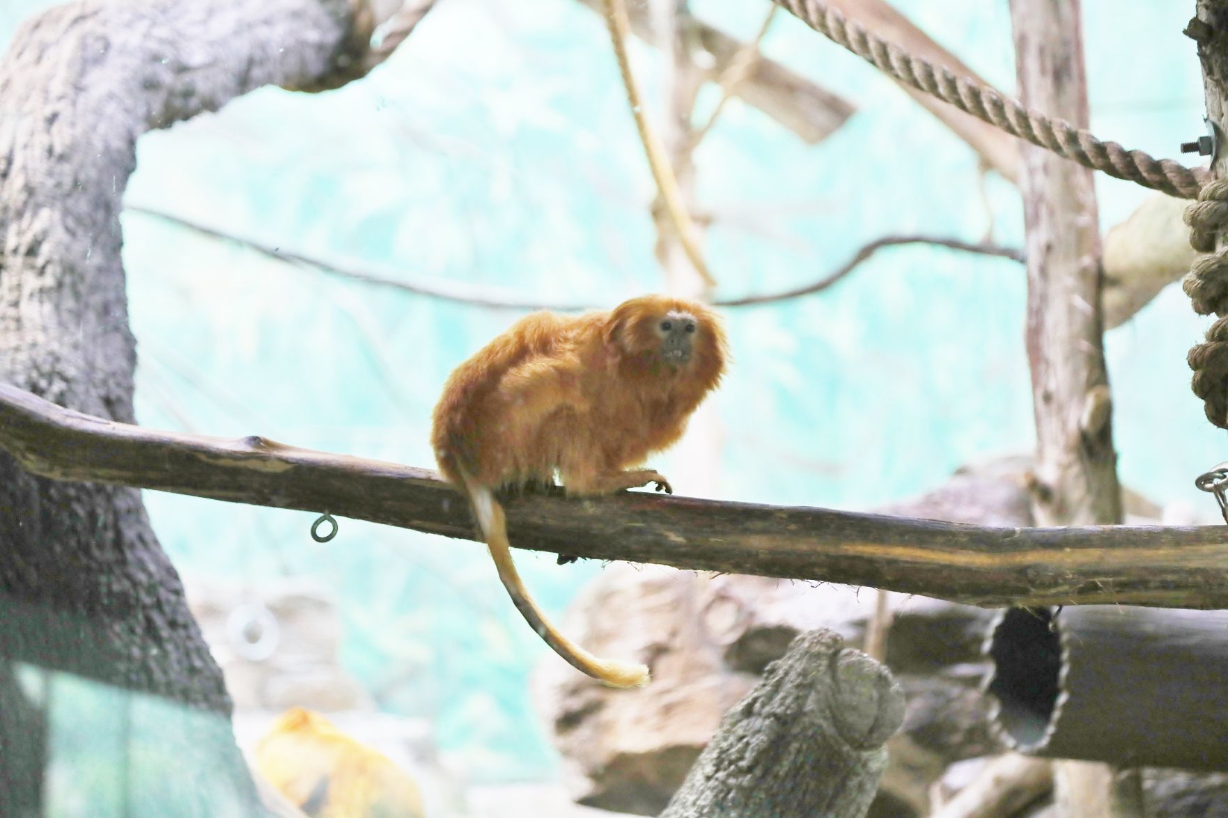 2018-Zoo-Ado-005.JPG